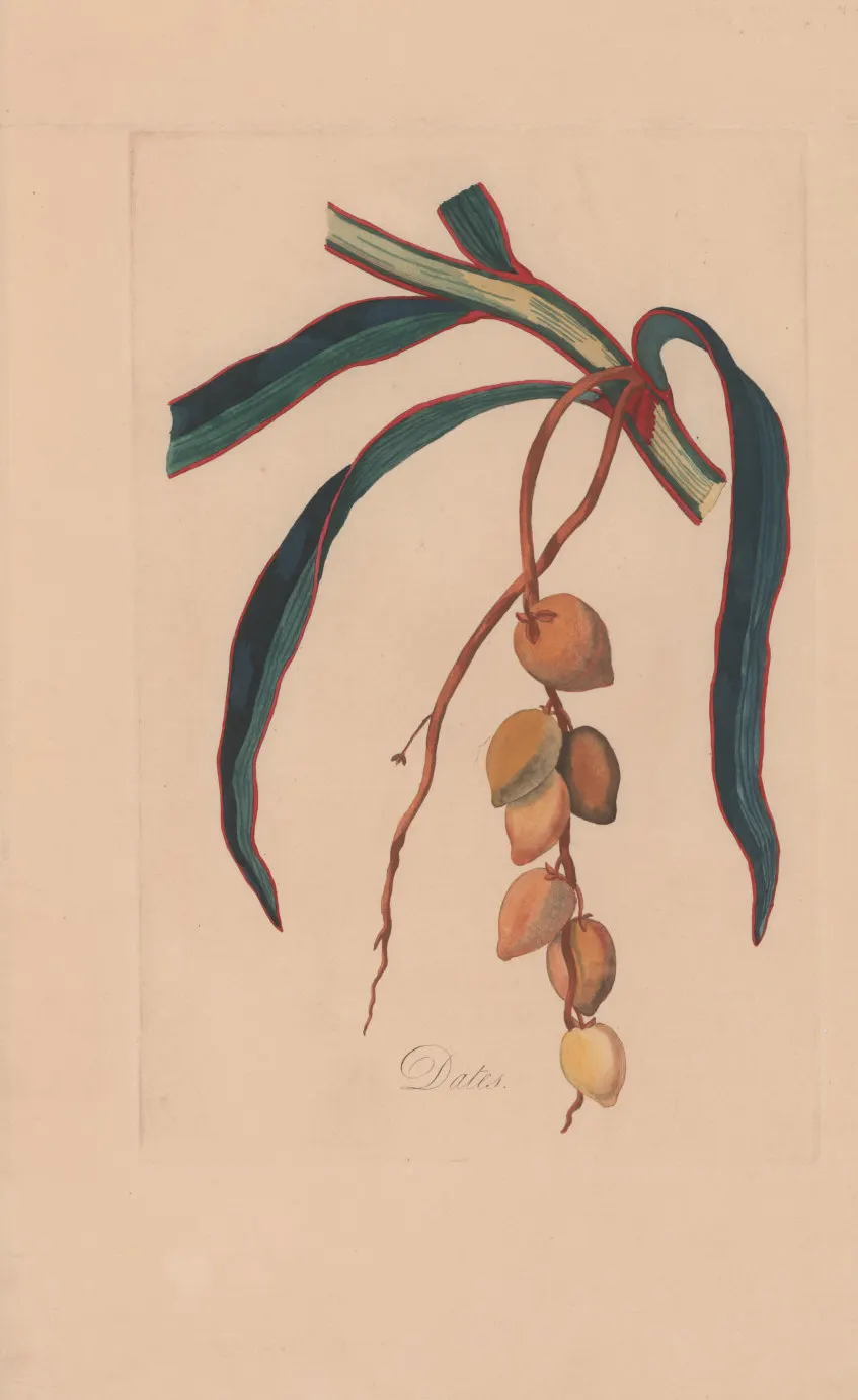 Agen Kurma Jabodetabek: Dates Agent Opportunities in Bekasi, Depok, Tangerang & Bogor
