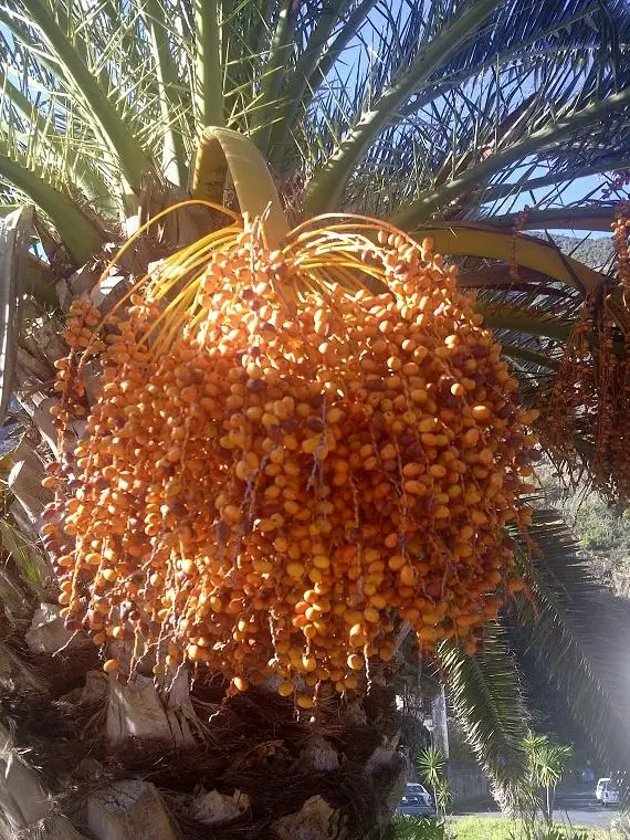 Wholesale Date Hampers for Eid: A Seasonal Opportunity for Kurma Agents
