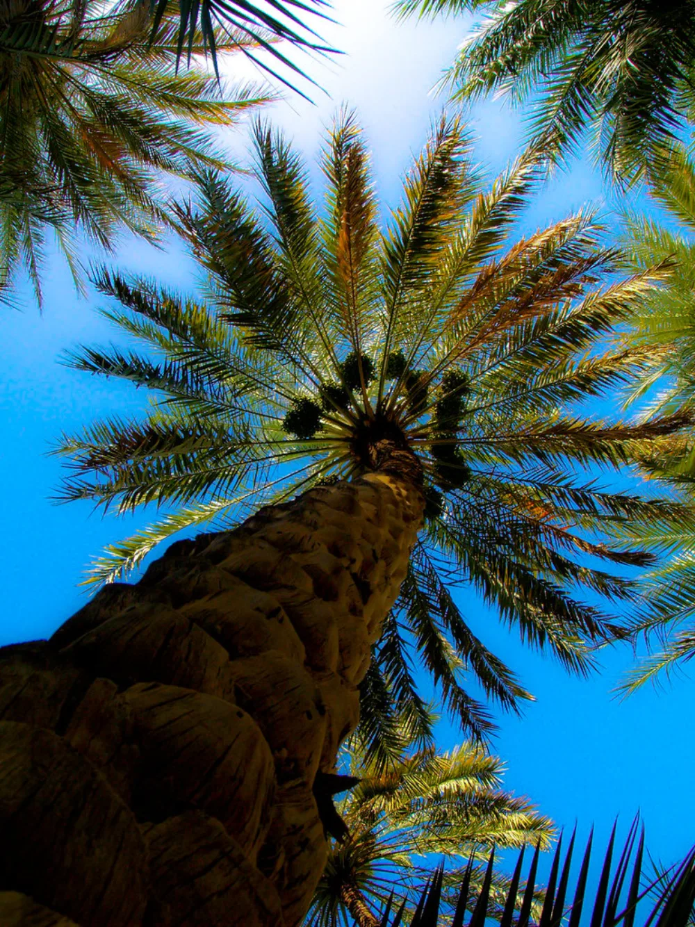 Business Permits for Selling Dates: NIB, Distribution Permits, Certification & UMKM Tax