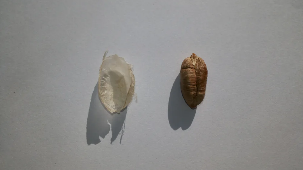 Kurma Sukari Al-Qassim Saudi